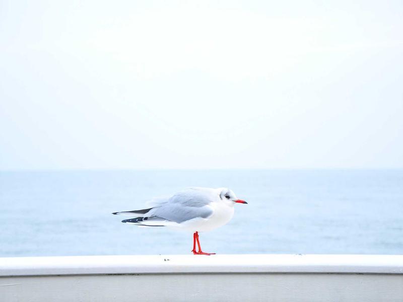 Finanças a Dois: O Caminho para a Paz e a Transparência